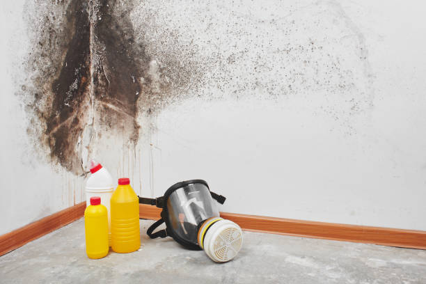 Trusted Old Jamestown, MO Mold Removal Experts