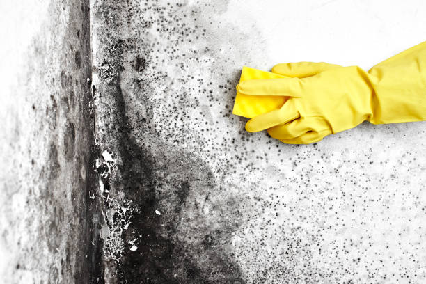 Best Crawl Space Mold Removal  in Old Jamestown, MO