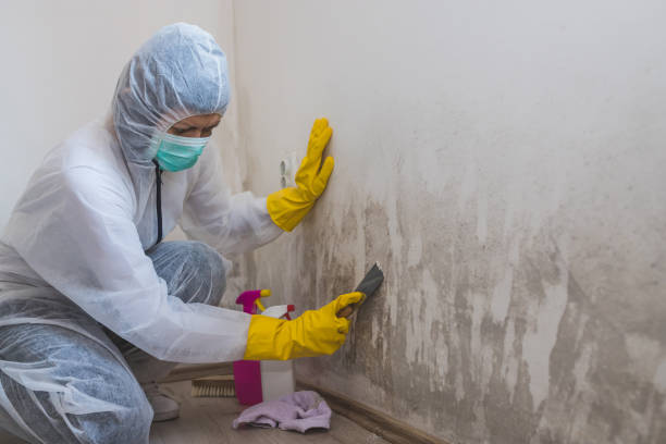 Best Mold Damage Repair  in Old Jamestown, MO