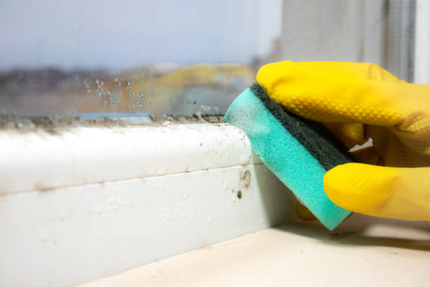 Best Certified Mold Removal  in Old Jamestown, MO