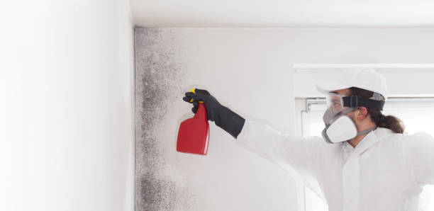 Office Mold Removal Services in Old Jamestown, MO