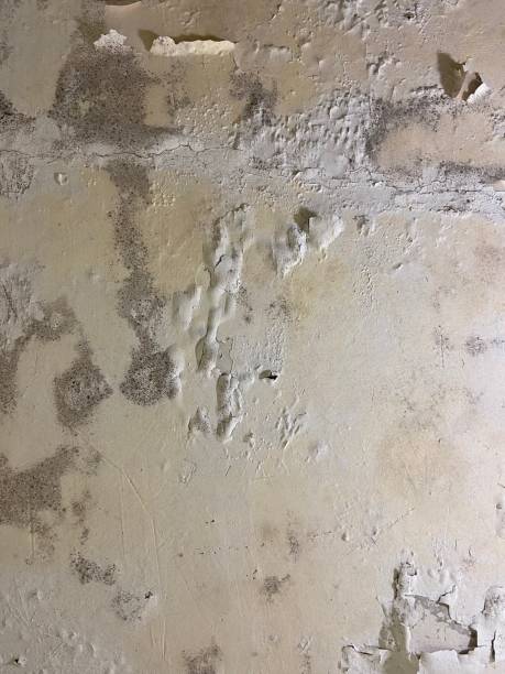 Best Fast Mold Removal  in Old Jamestown, MO