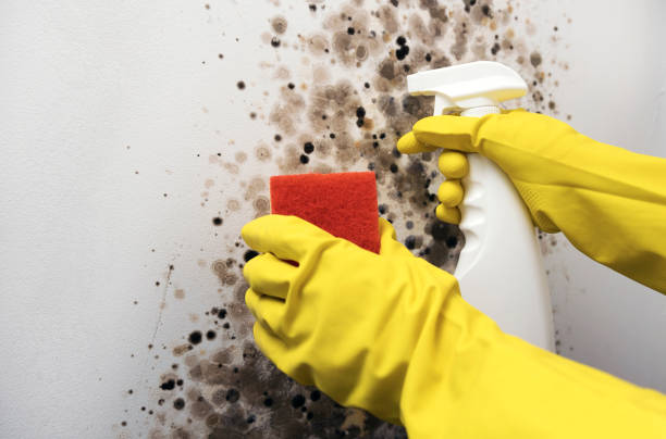 Best Black Mold Removal  in Old Jamestown, MO