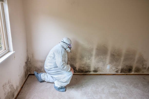 Best Residential Mold Removal  in Old Jamestown, MO