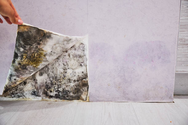 Best Mold Removal and Inspection  in Old Jamestown, MO